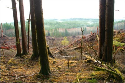 oregon clearcut